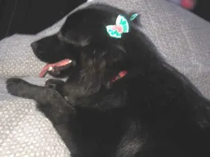 Cachorro raça Srd idade 7 a 11 meses nome Prett