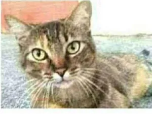 Gato raça srd tigradinha idade 4 anos nome JULLY