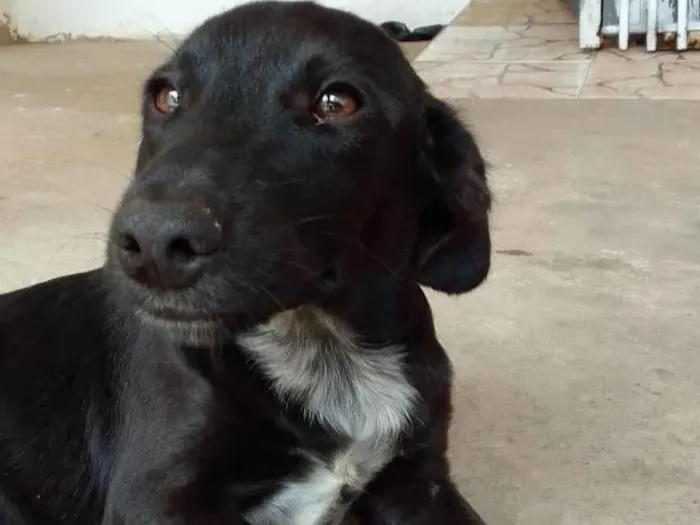 Cachorro ra a  Desconhecido  idade 2 a 6 meses nome Sem nome 