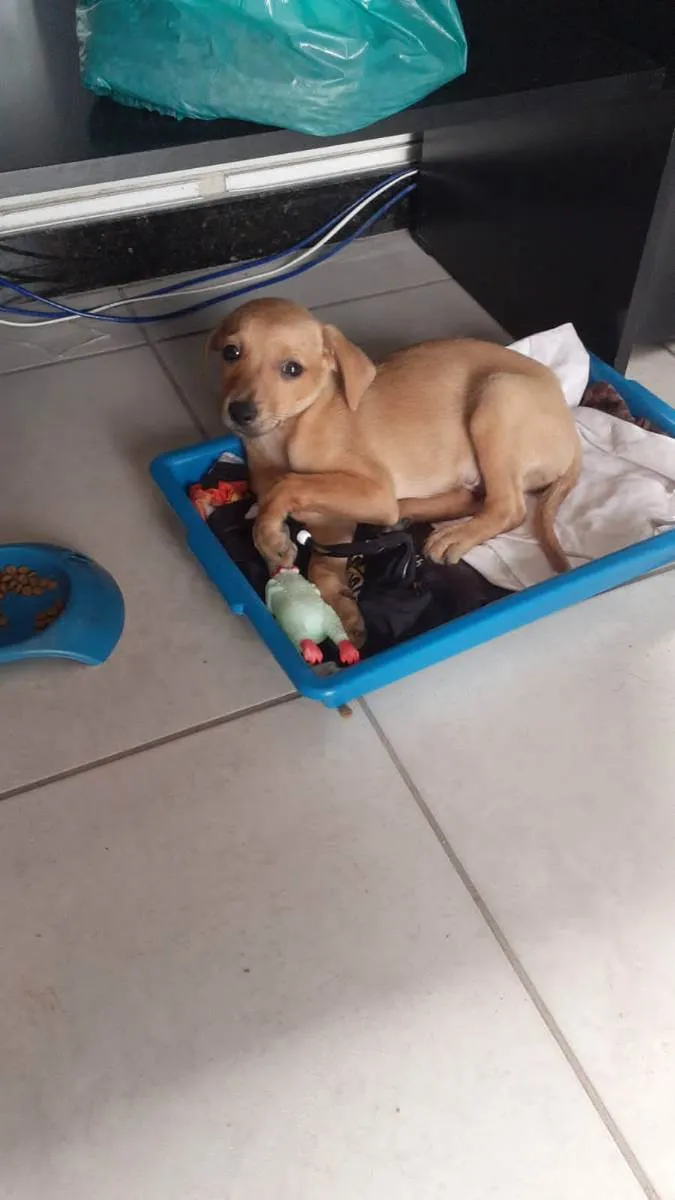 Cachorro ra a SRD idade 2 a 6 meses nome Simba