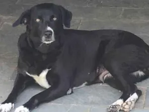 Cachorro raça Mestiça (Labrador + Vira Lata) idade 5 anos nome Bella