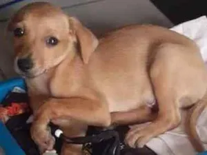 Cachorro raça SRD idade 2 a 6 meses nome Simba