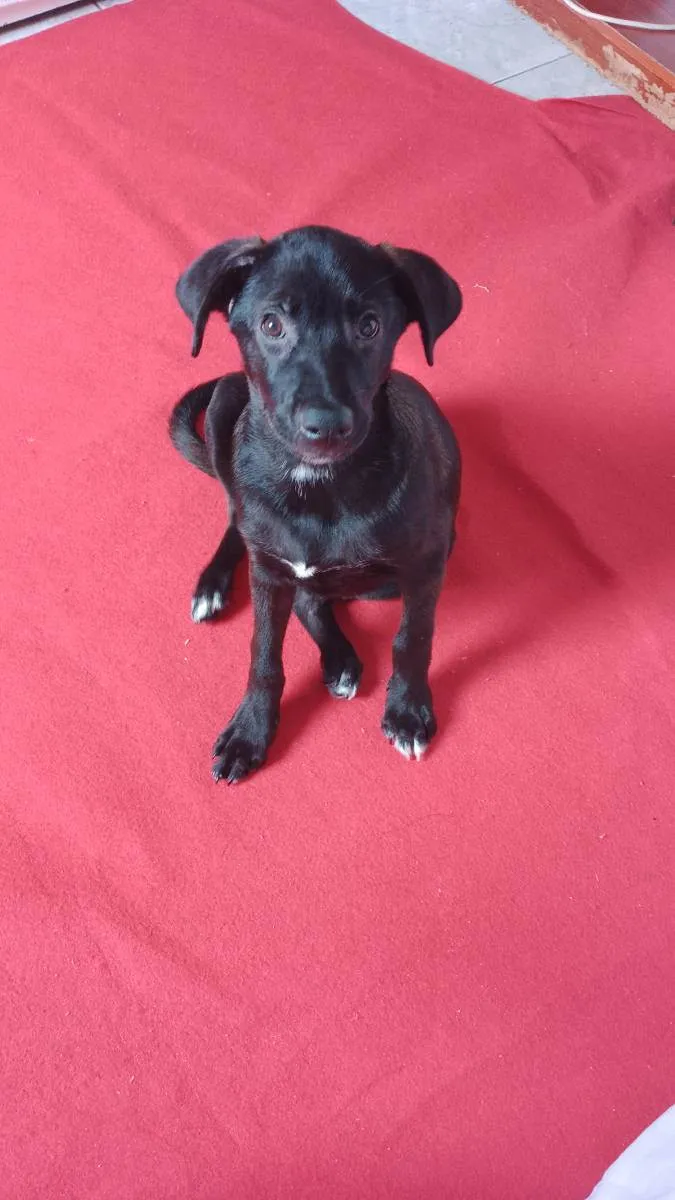 Cachorro raça Vira lata  idade 2 a 6 meses nome Tot