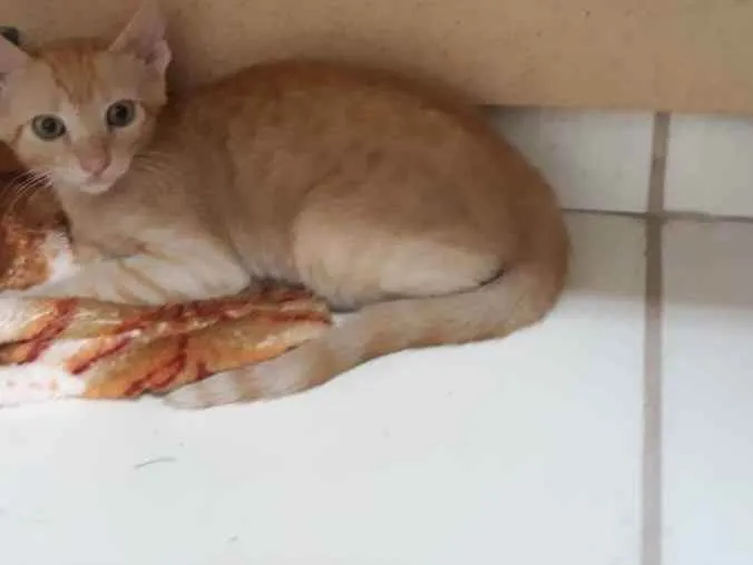 Gato ra a srd idade 2 a 6 meses nome Harry