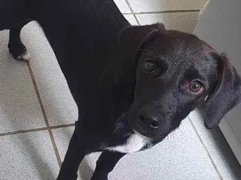 Cachorro ra a SRD idade 2 a 6 meses nome Anny