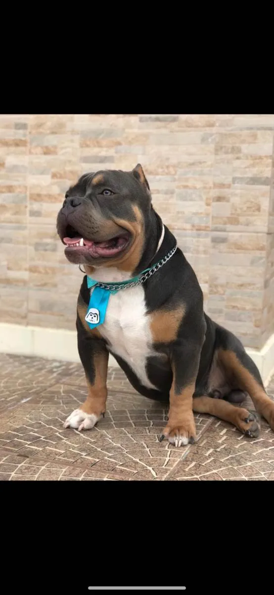 Cachorro raça American Bully pockt idade 2 anos nome Saliva 