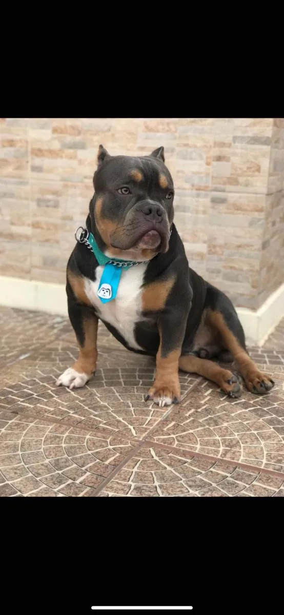 Cachorro raça American Bully pockt idade 2 anos nome Saliva 