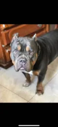 Saliva 