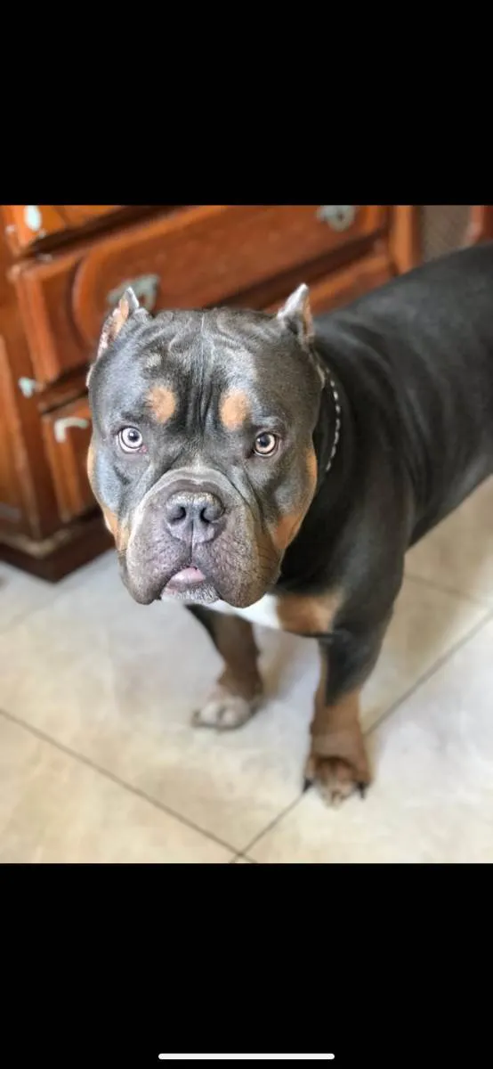 Cachorro raça American Bully pockt idade 2 anos nome Saliva 