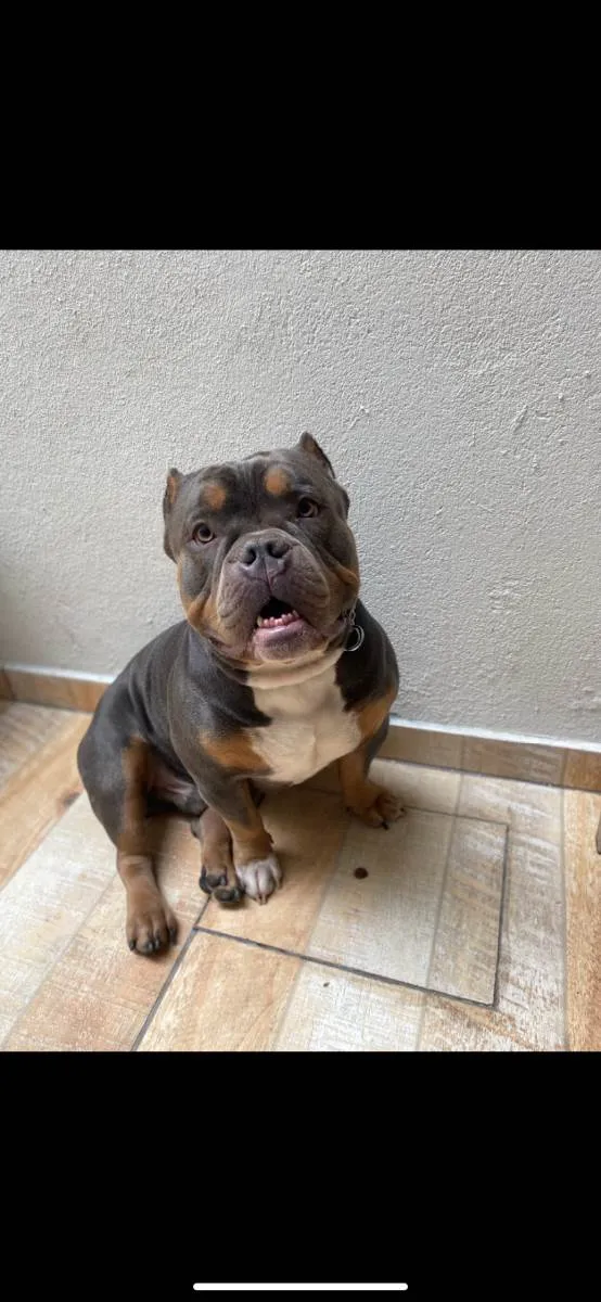 Cachorro raça American Bully pockt idade 2 anos nome Saliva 