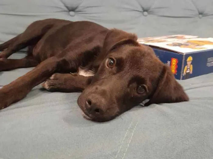 Cachorro ra a SRD idade 2 a 6 meses nome Anny