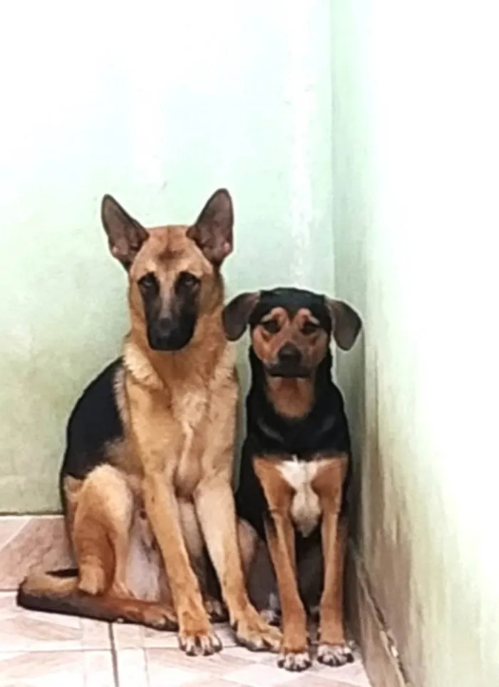 Cachorro ra a Pastor Alemão e Vira Lata idade 3 anos nome Logan (pastor)e Thor