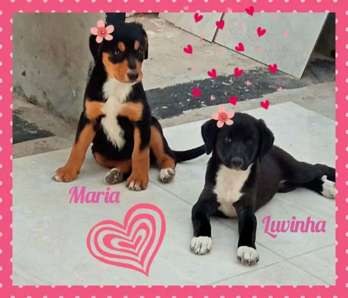 Cachorro ra a SRD idade 2 a 6 meses nome Luvinha e Maria