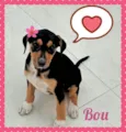 Bou