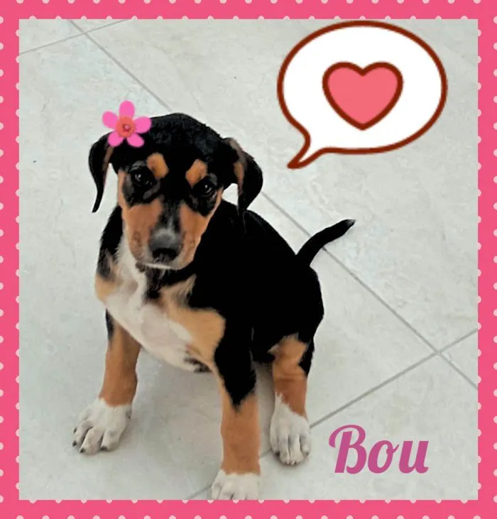 Cachorro raça SRD idade 2 a 6 meses nome Bou