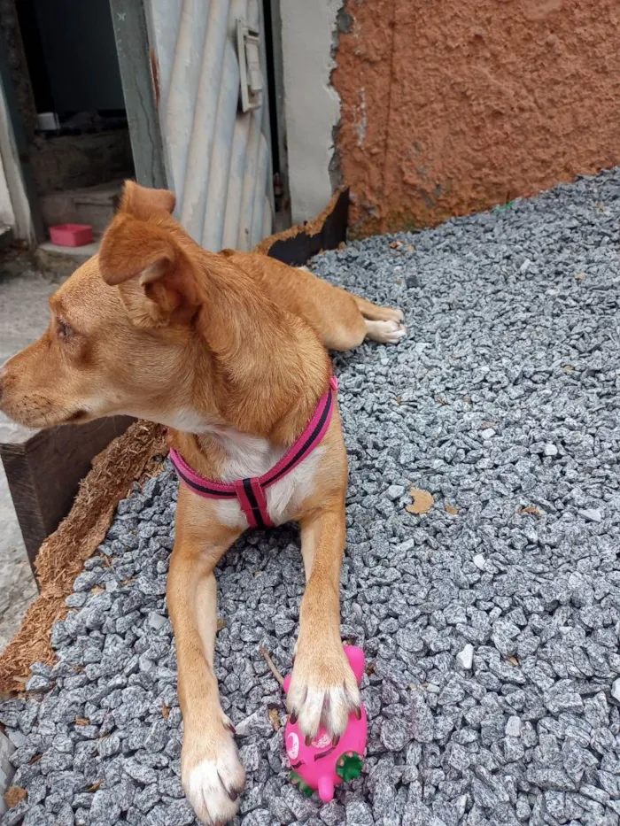 Cachorro ra a Caramelo idade 1 ano nome Mollye Elizabeth  