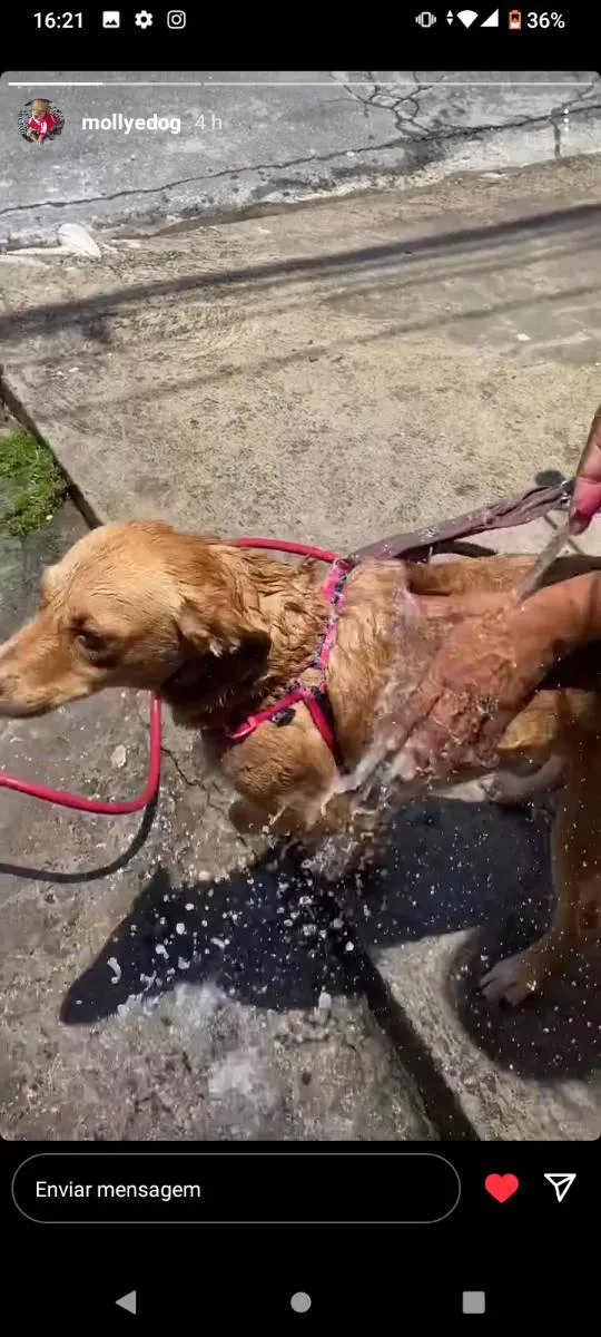 Cachorro ra a Caramelo idade 1 ano nome Mollye Elizabeth  