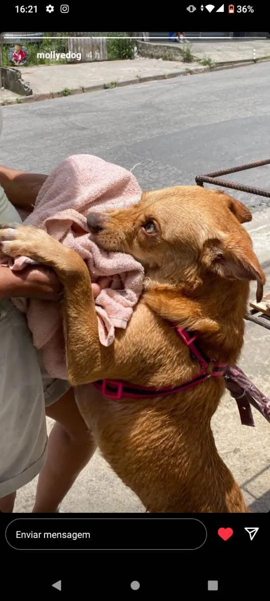 Cachorro ra a Caramelo idade 1 ano nome Mollye Elizabeth  