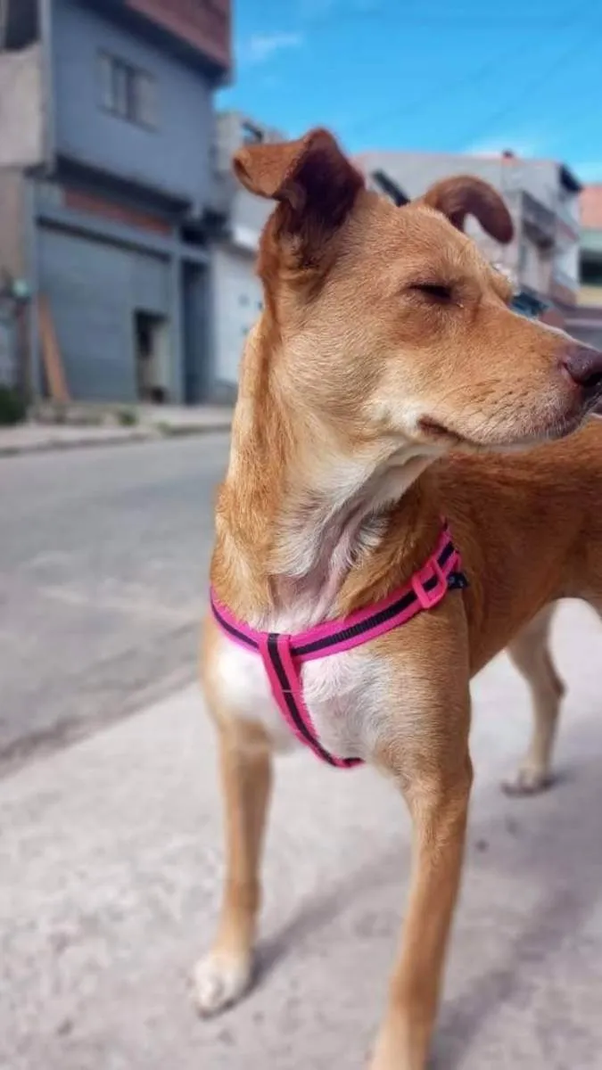 Cachorro ra a Caramelo idade 1 ano nome Mollye Elizabeth  