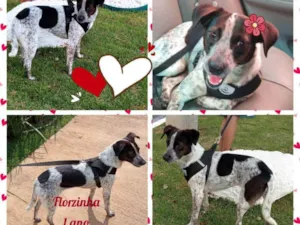 Cachorro raça SRD idade 1 ano nome Florzinha