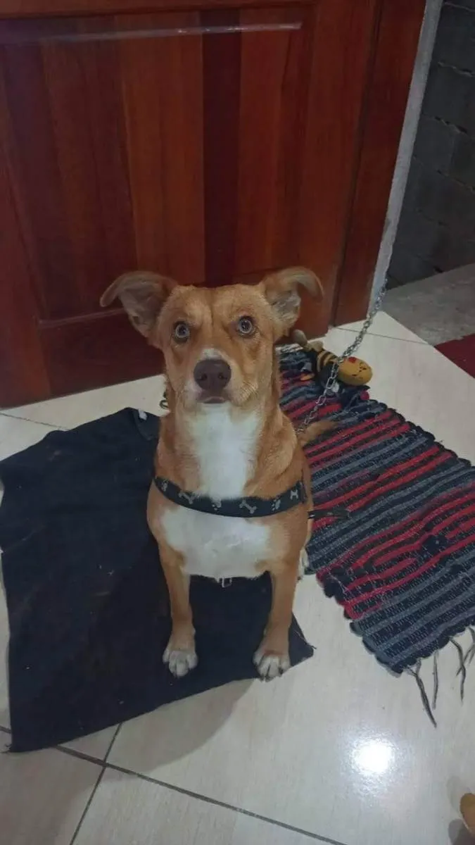 Cachorro ra a Caramelo idade 1 ano nome Mollye Elizabeth  