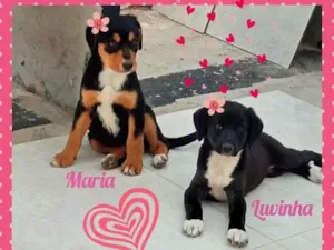 Cachorro raça SRD idade 2 a 6 meses nome Luvinha e Maria