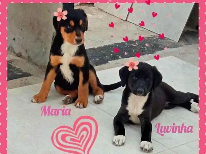 Cachorro ra a SRD idade 2 a 6 meses nome Luvinha e Maria