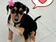Bou