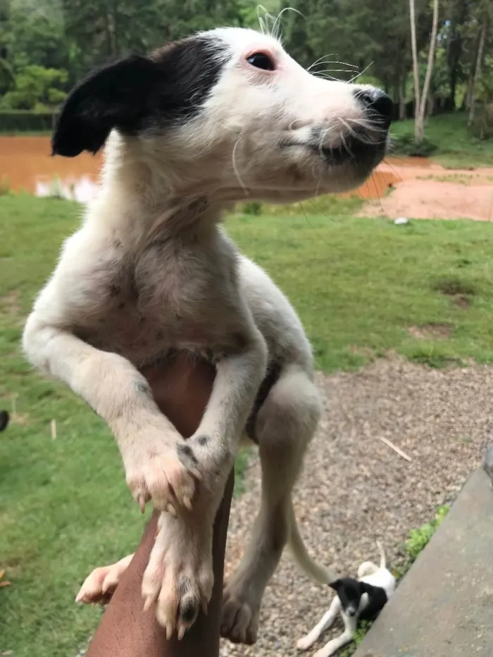 Cachorro ra a Vira lata idade 2 a 6 meses nome Indefinidos