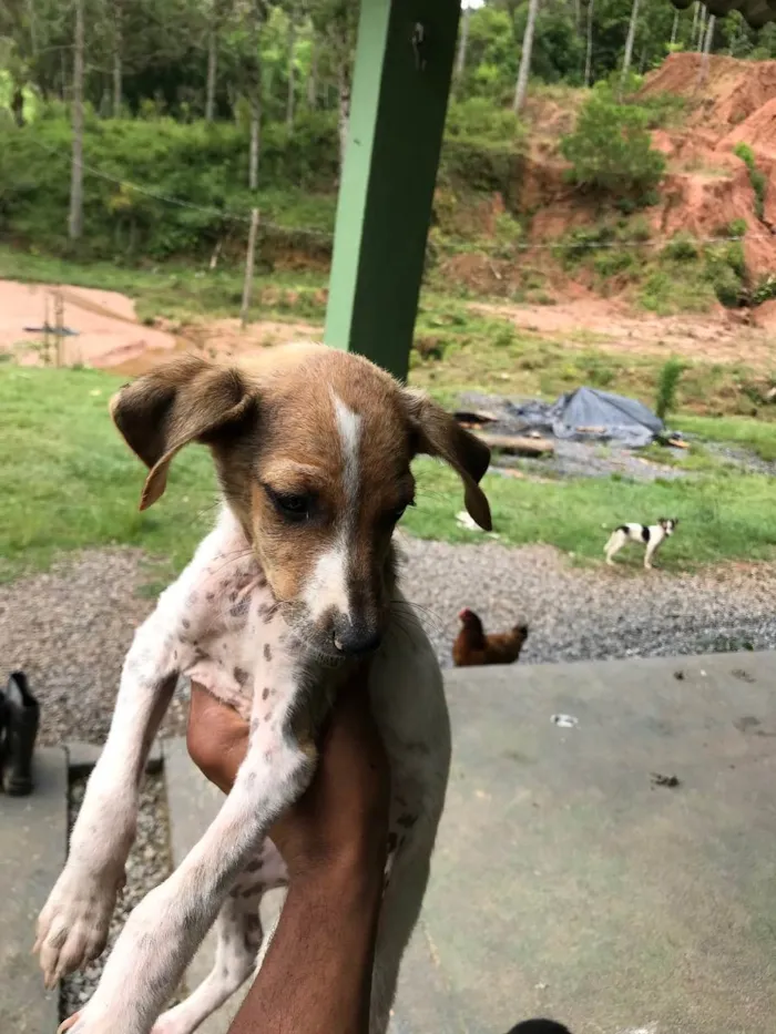 Cachorro ra a Vira lata idade 2 a 6 meses nome Indefinidos