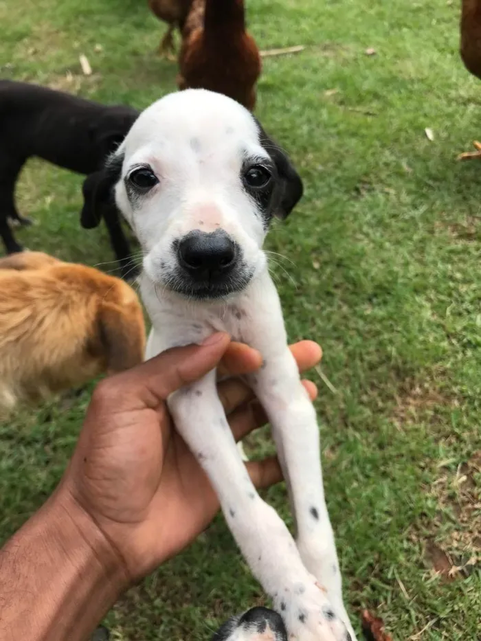 Cachorro ra a Vira lata idade 2 a 6 meses nome Indefinidos