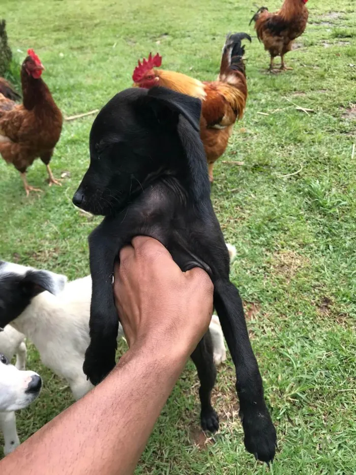 Cachorro ra a Vira lata idade 2 a 6 meses nome Indefinidos