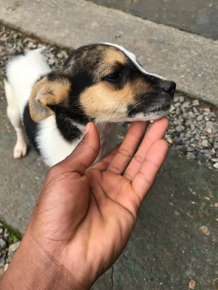 Cachorro ra a Vira lata idade 2 a 6 meses nome Indefinidos