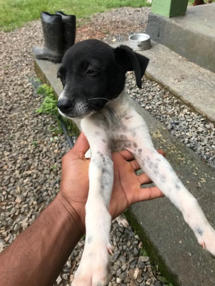 Cachorro ra a Vira lata idade 2 a 6 meses nome Indefinidos