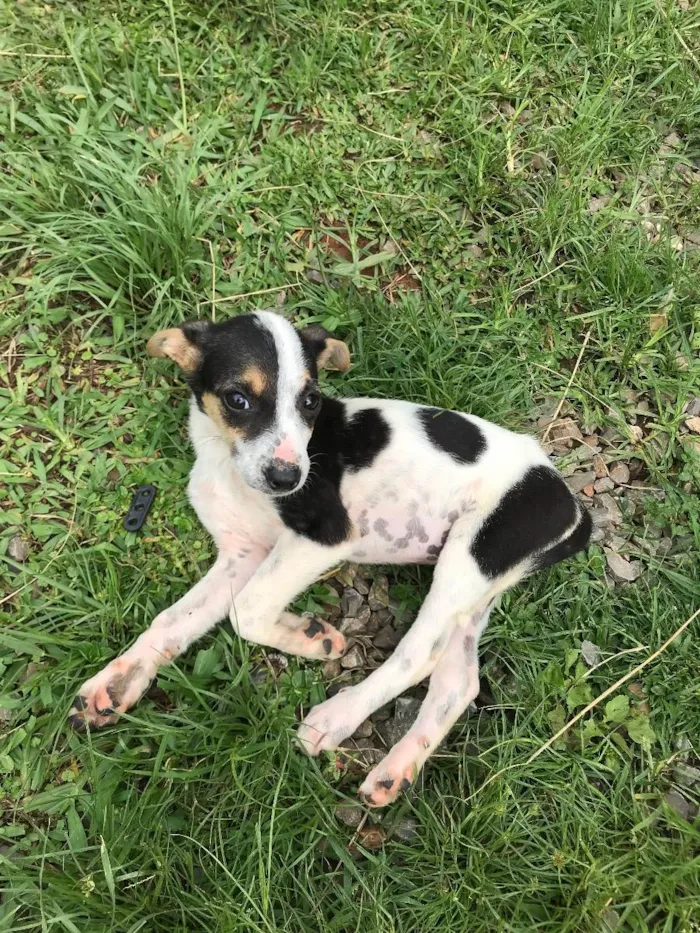 Cachorro ra a Vira lata idade 2 a 6 meses nome Indefinidos