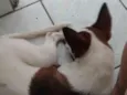 Coby