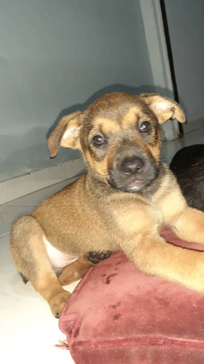 Cachorro raça Vira lata  idade 2 a 6 meses nome Doa se dois filhotes 