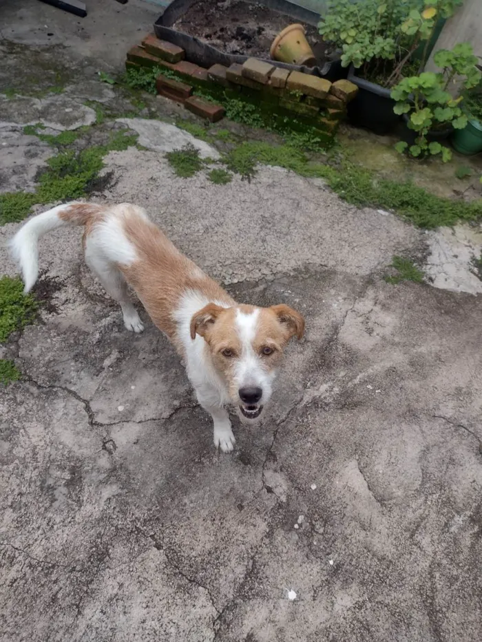 Cachorro ra a Vira lata  idade 3 anos nome Mali