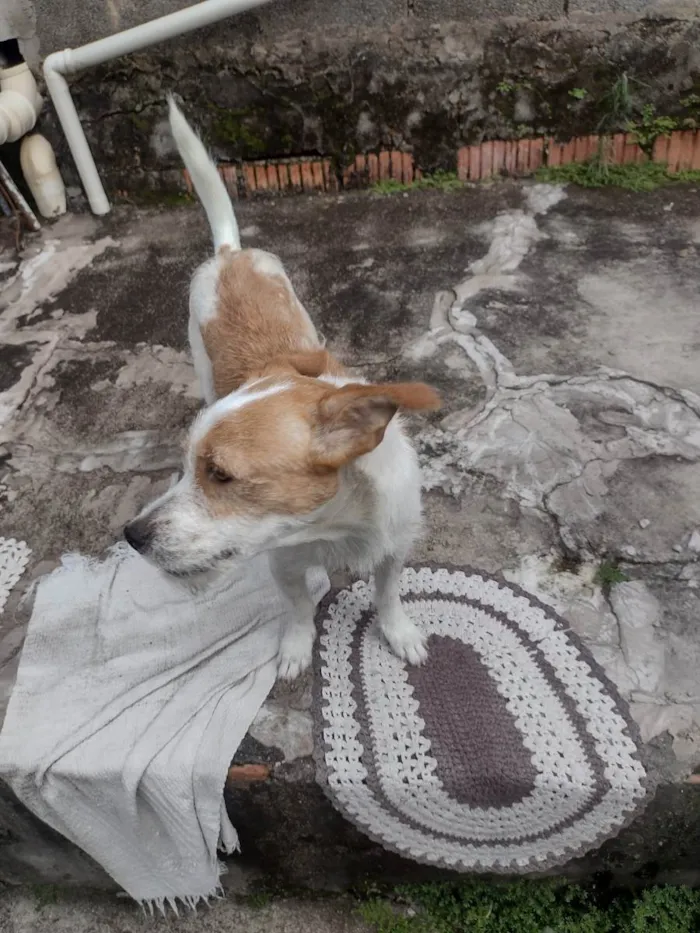 Cachorro ra a Vira lata  idade 3 anos nome Mali