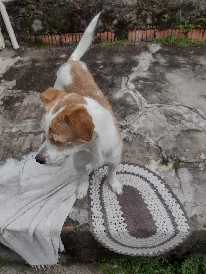 Cachorro ra a Vira lata  idade 3 anos nome Mali