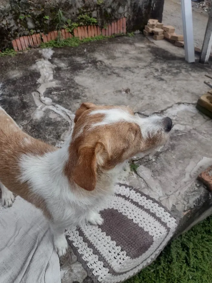 Cachorro ra a Vira lata  idade 3 anos nome Mali