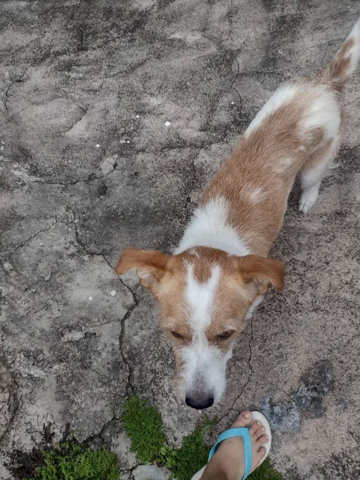 Cachorro ra a Vira lata  idade 3 anos nome Mali