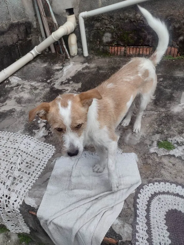 Cachorro ra a Vira lata  idade 3 anos nome Mali