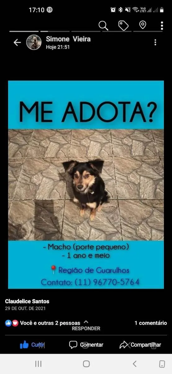 Cachorro ra a Vira lata idade 1 ano nome Scoob 