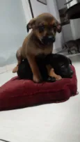Cachorro raça Vira lata  idade 2 a 6 meses nome Doa se dois filhotes 