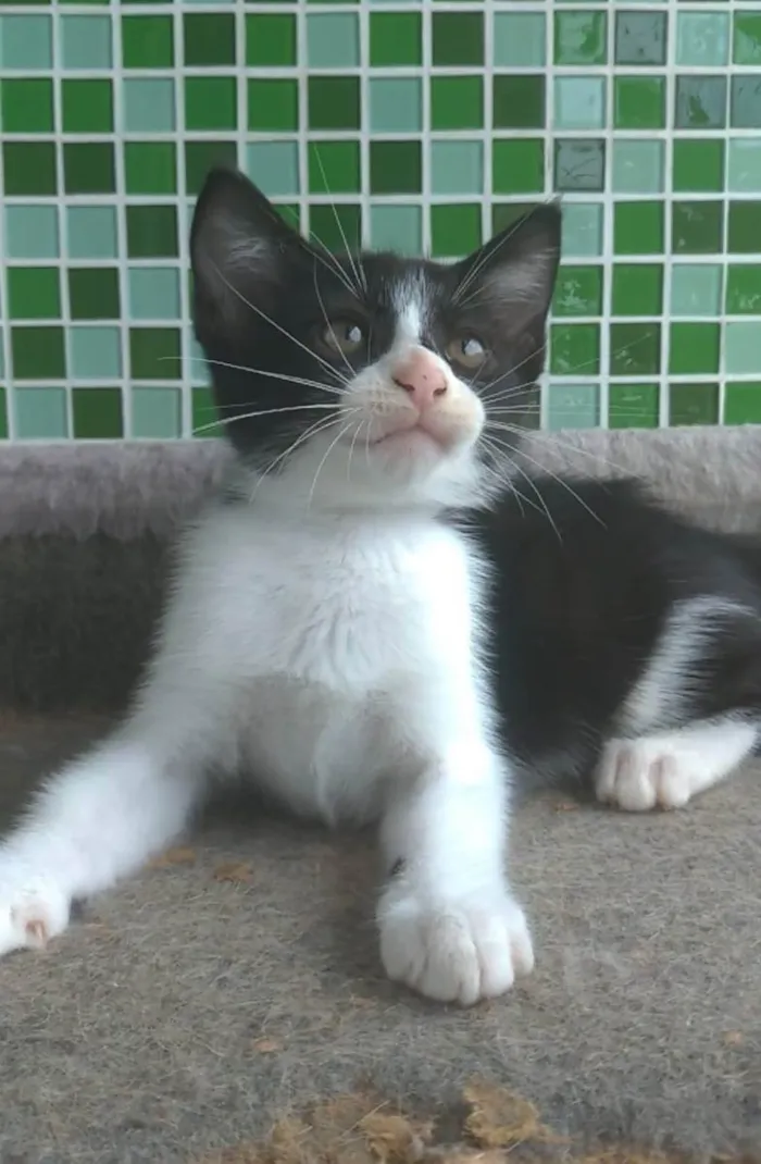 Gato ra a srd frajolinha  idade 2 a 6 meses nome ATHOS