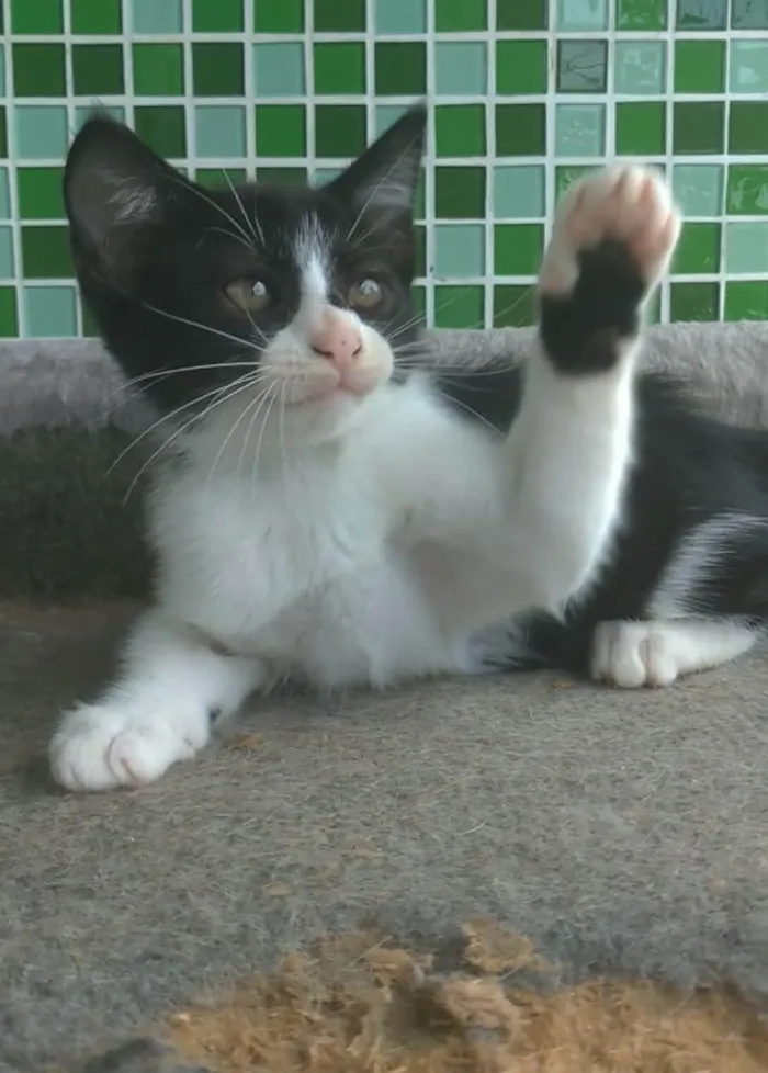 Gato ra a srd frajolinha  idade 2 a 6 meses nome ATHOS