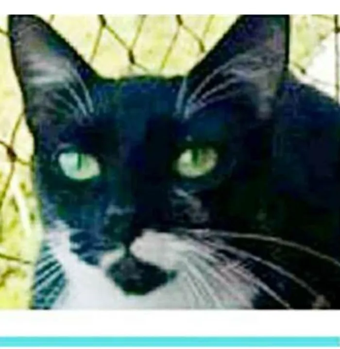 Gato ra a srd frajolinha  idade 1 ano nome ELISA