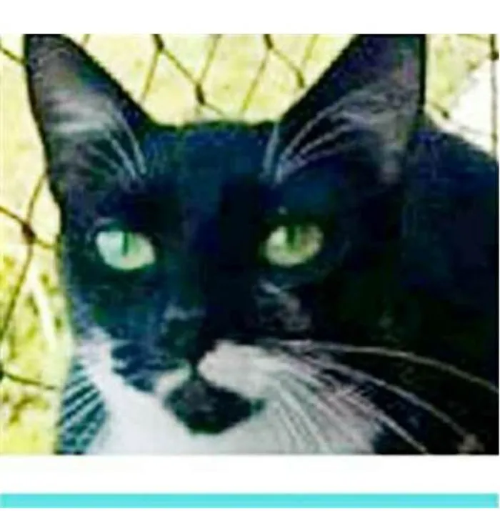 Gato ra a srd frajolinha  idade 1 ano nome ELISA