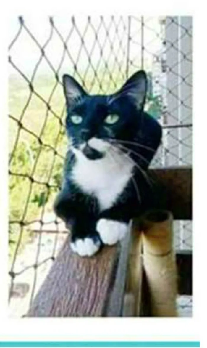 Gato ra a srd frajolinha  idade 1 ano nome ELISA